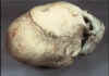 skull not human .jpg (30294 bytes)